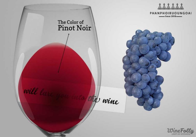 Màu của rượu sử dụng nho Pinot Noir Màu của rượu vang sử dụng giống nho Pinot Noir và nho Pinot Noir
