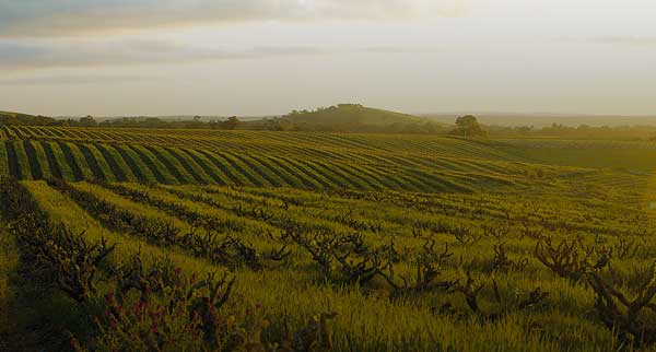 Tìm hiểu về Rượu Vang Jacob's Creek