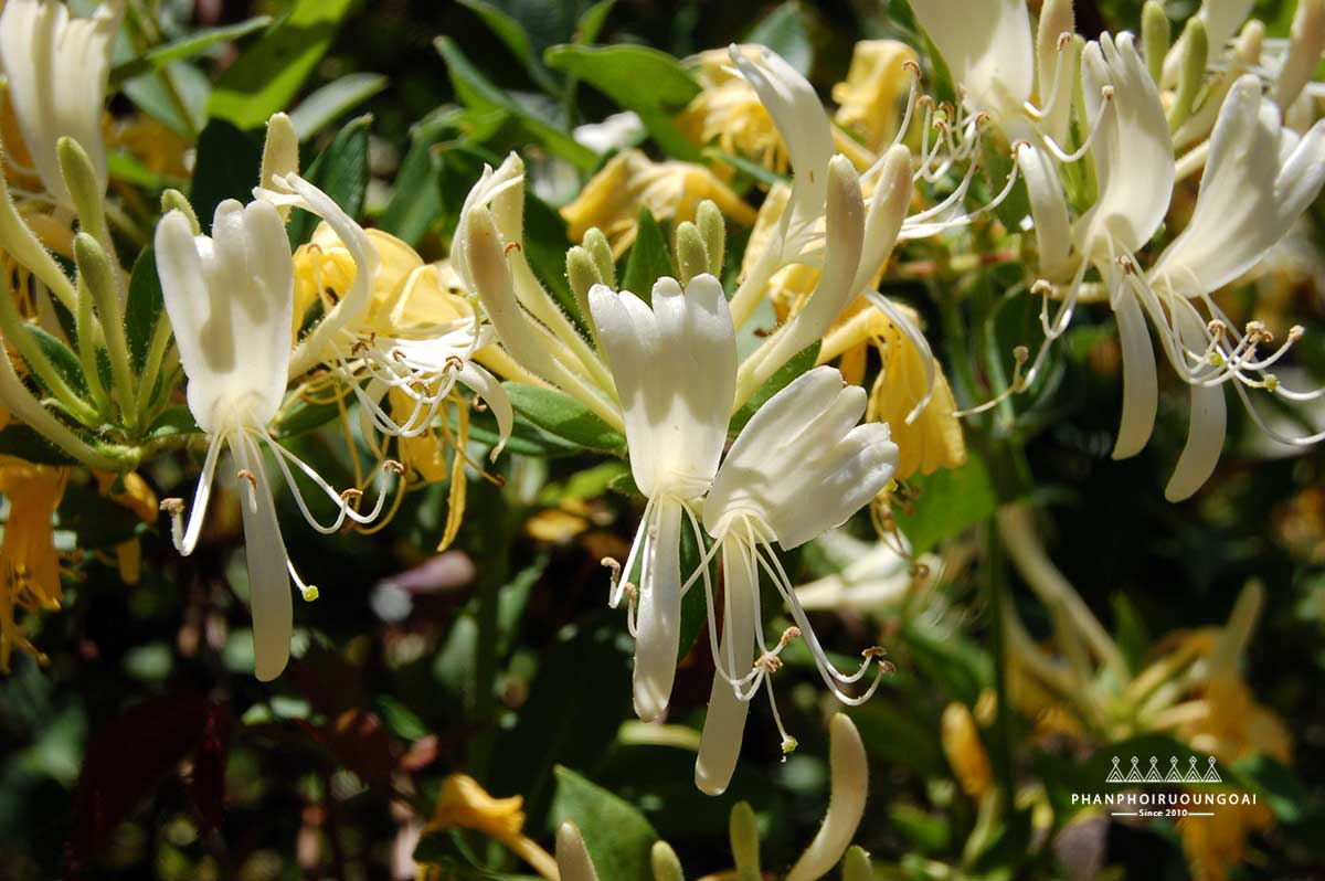 HoneySuckle là hoa kim ngân trong Loch Lomond 