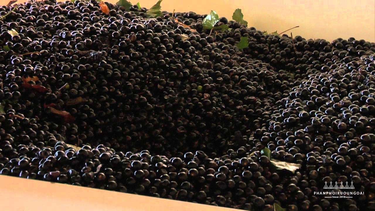 Từ nho thành rượu vang là một quá trình với nhiều yếu tố
