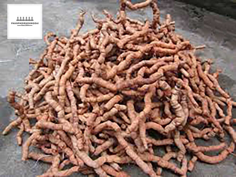 Củ Ba Kích khi chưa chế biến 