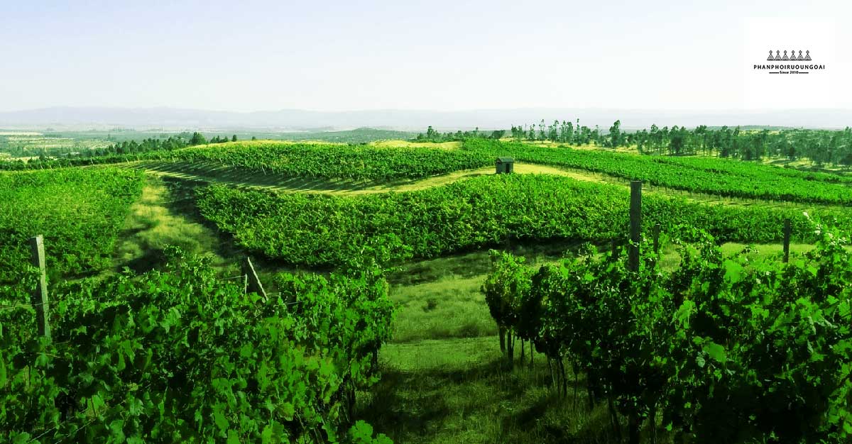 Hình ảnh vườn nho tại Colchagua Valley