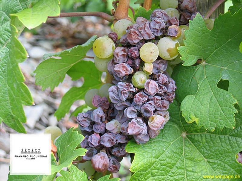 Nấm quý phái - Botrytis Cenerea Nấm quý phái Botrytis Cenerea
