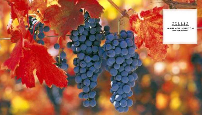 Tìm hiểu giống nho Carménère Tìm hiểu giống nho Carménère