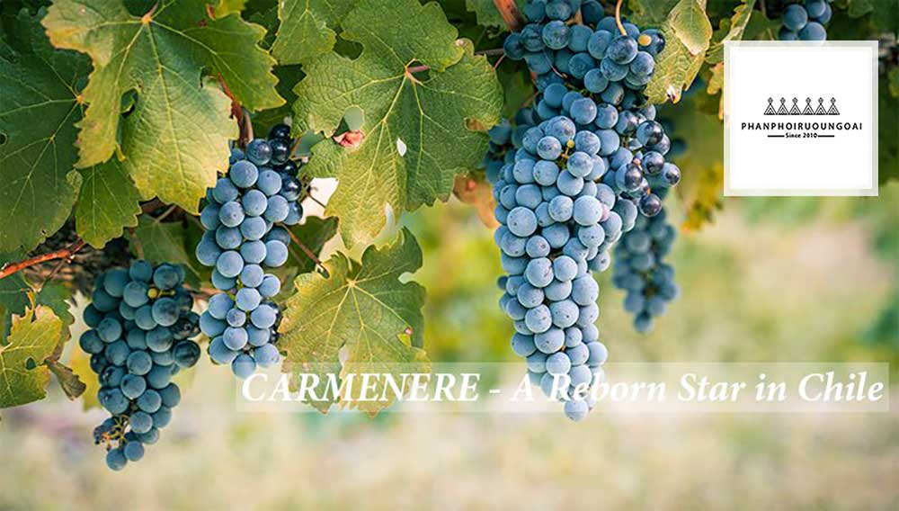 Tìm hiểu giống nho Carménère