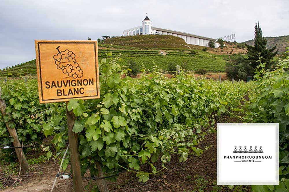 vườn nho Sauvignon Blanc Vườn nho Sauvignon Blanc