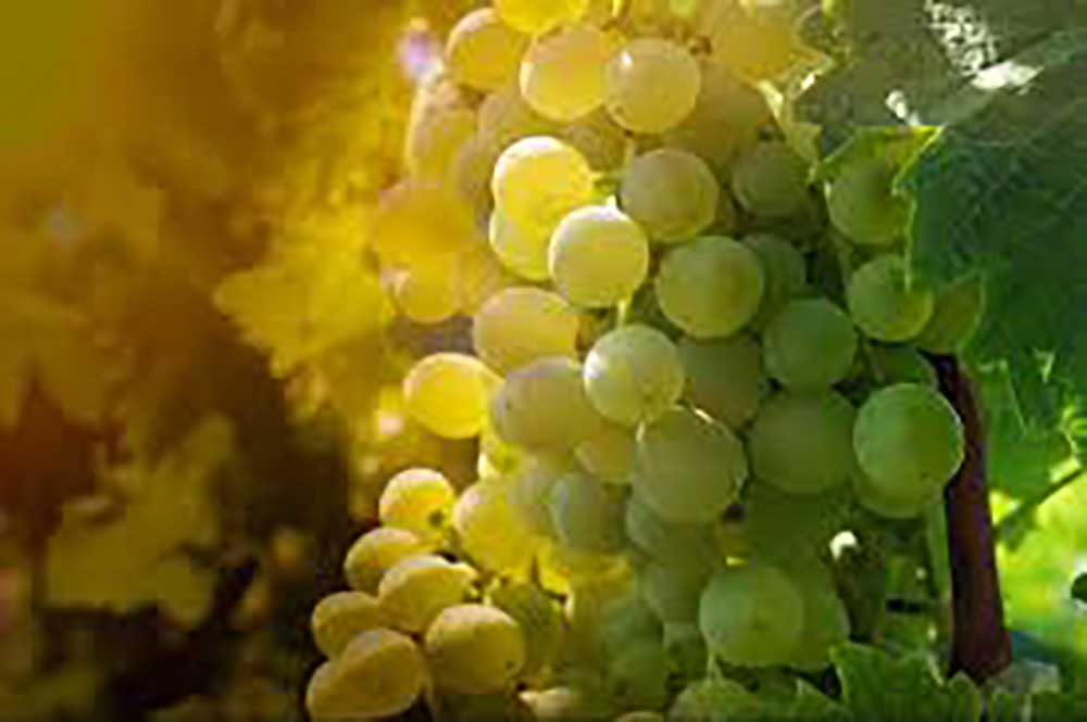 Giống nho Sauvignon Blanc tại các quốc gia có khác nhau