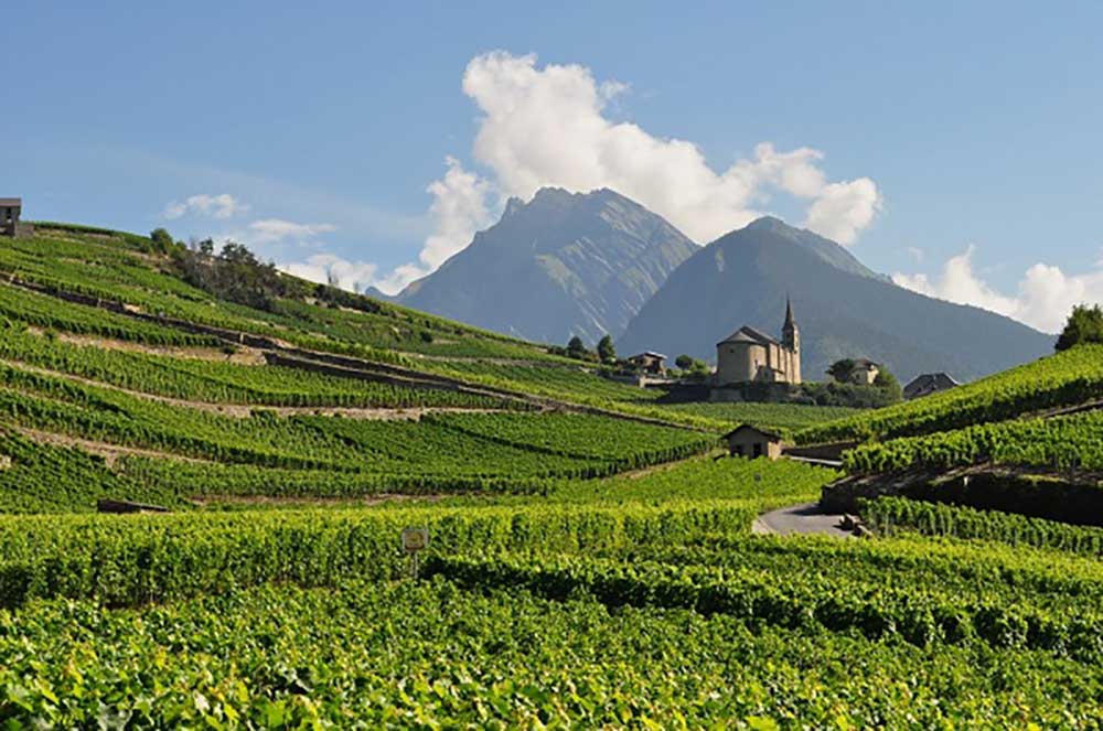 Rhone valley vùng rượu vang nổi tiếng của Pháp