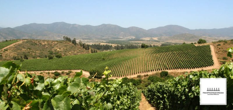 Những vườn nho trên sườn đồi của nhà Montes tại Aconcagua Những vườn nho trên sườn đồi của nhà Montes tại Aconcagua