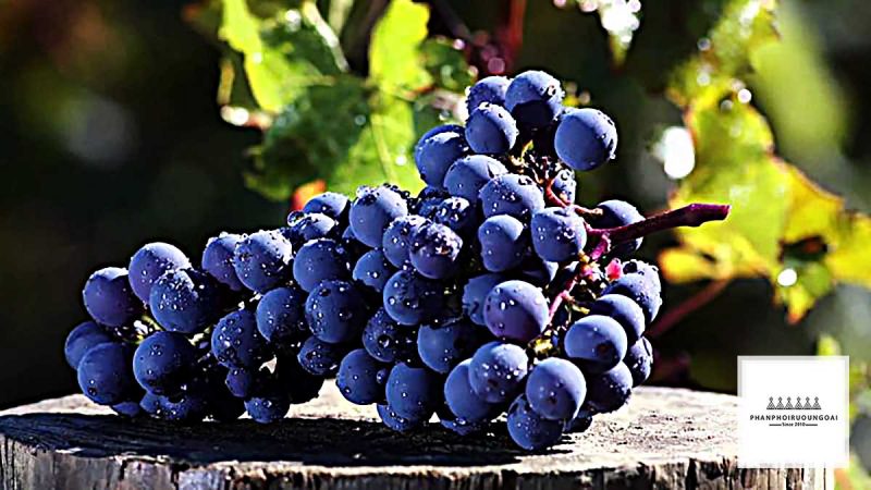 giống nho Cabernet Sauvignon Ảnh chụp của giống nho Cabernet Sauvignon