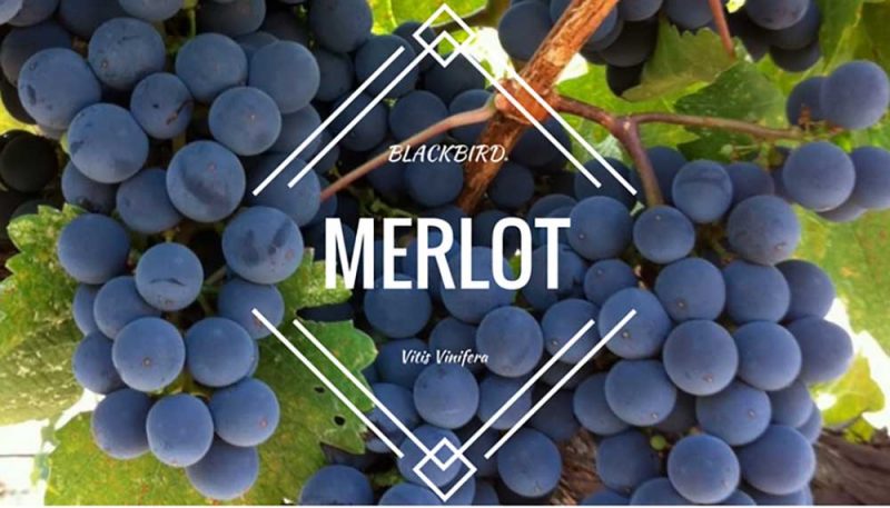 Giới thiệu giống nho rượu Merlot nổi tiếng của nước Pháp