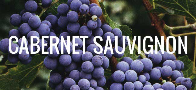 Giới thiệu về giống nho Cabernet Sauvignon