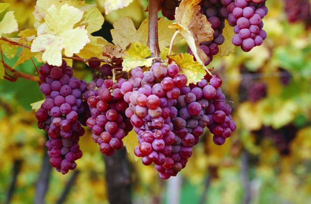 Tìm hiểu giống nho Gewurztraminer