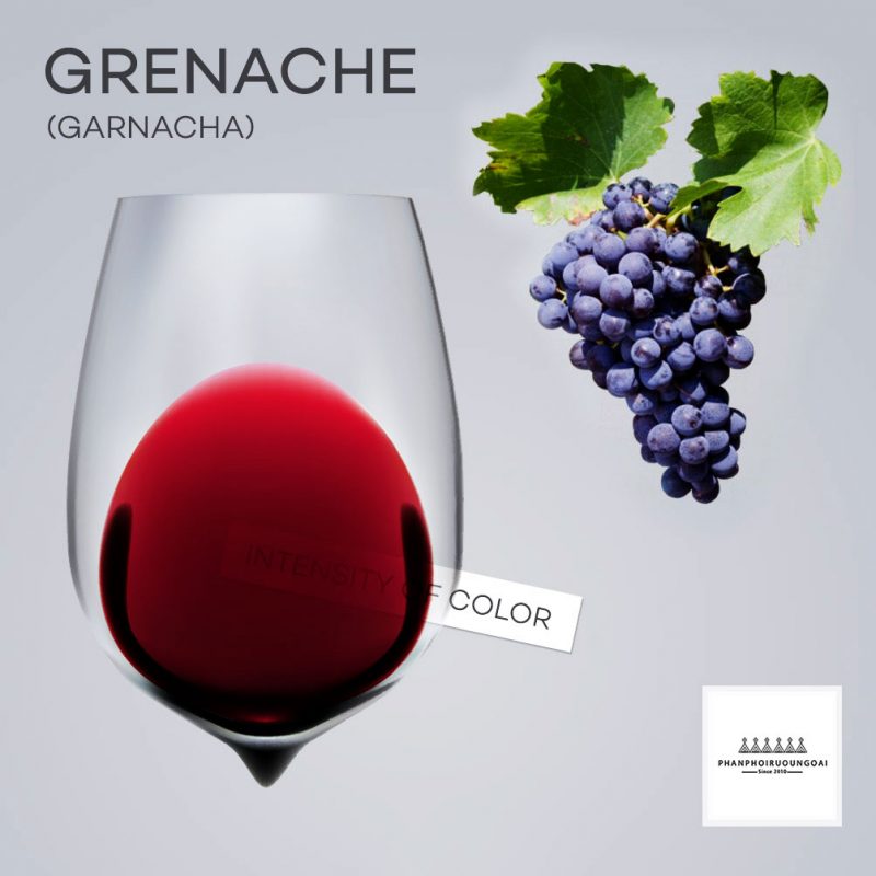 Tìm hiểu giống nho đỏ Grenache và màu sắc rượu vang từ giống nho đó 