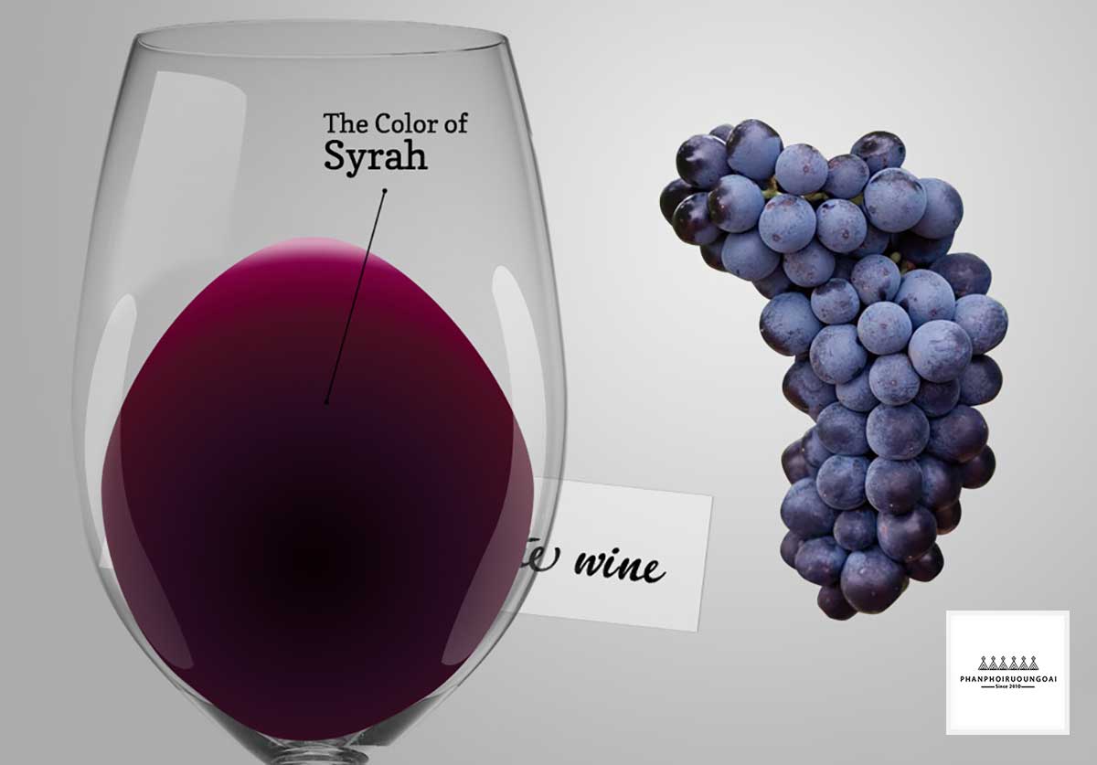 Giống nho rượu Syrah và màu sắc rượu vang làm từ nho Syrah