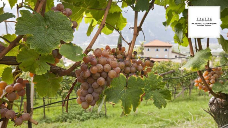 Giống Nho Gewurztraminer Hình ảnh nho Gewurztraminer
