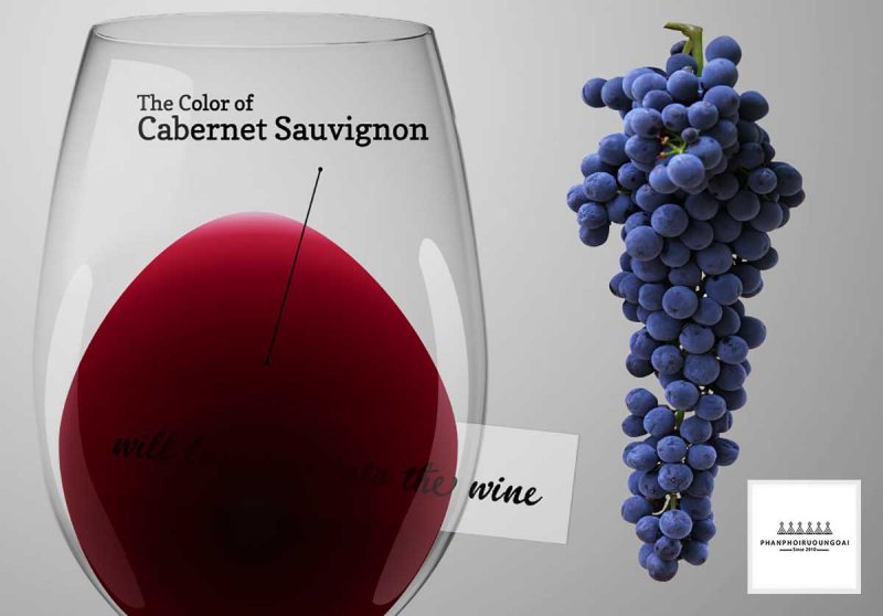 hương vị rượu vang Cabernet Sauvignon Màu sắc của rượu vang làm với giống nho Cabernet Sauvignon