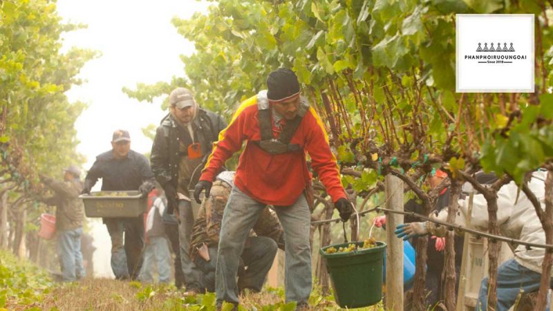 Nông dân thu hoach nho Gewurztraminer và Chardonnay