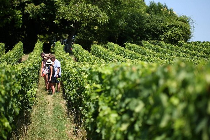 Các du khách nghé thăm những vườn nho vùng Bordeaux 