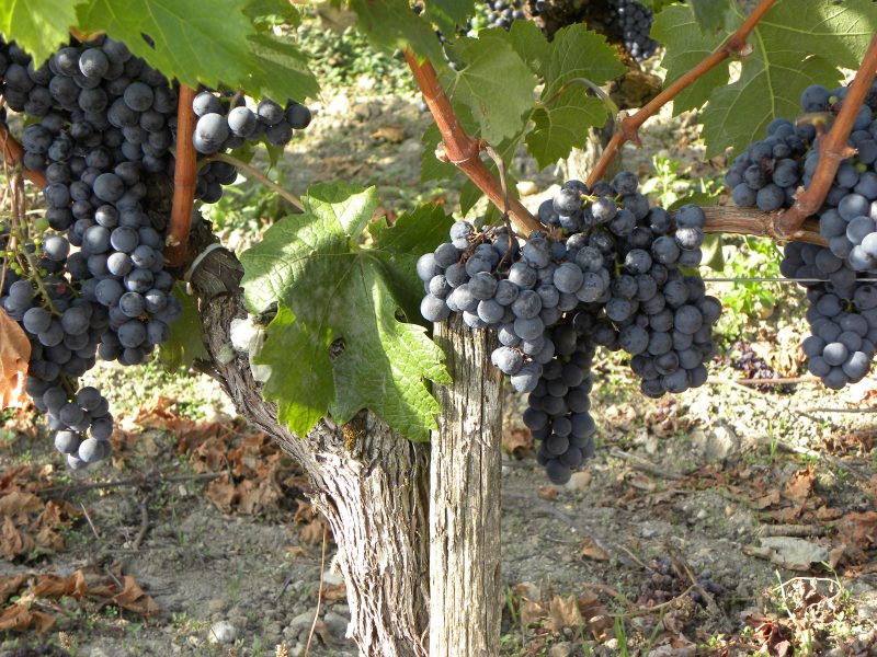Vườn nho đẹp của vùng Bordeaux - Nước Pháp