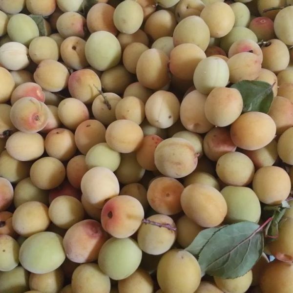 Những trái mơ rừng được tuyển chọn kỹ lưỡng trước khi mang đi làm rượu 