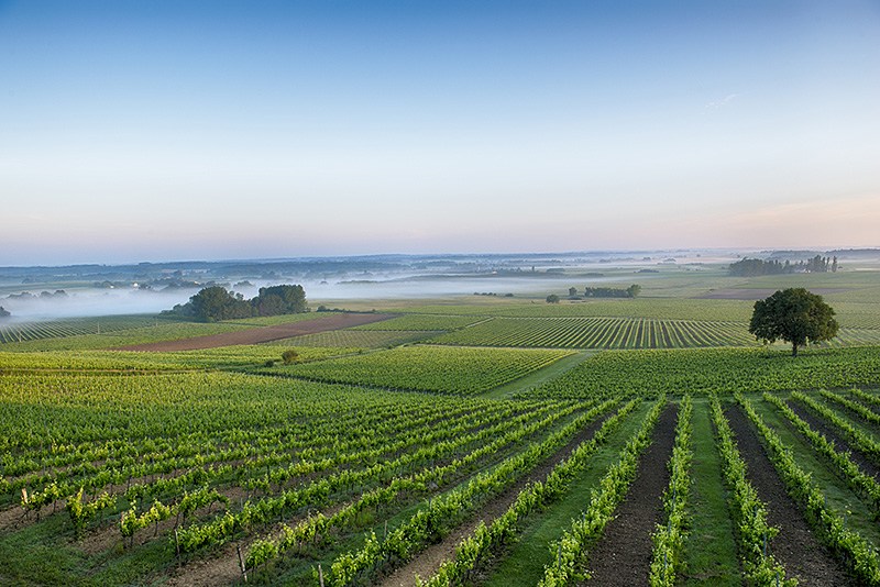 Vườn nho tại Entre Deux Mers của UG Bordeaux Pierre 