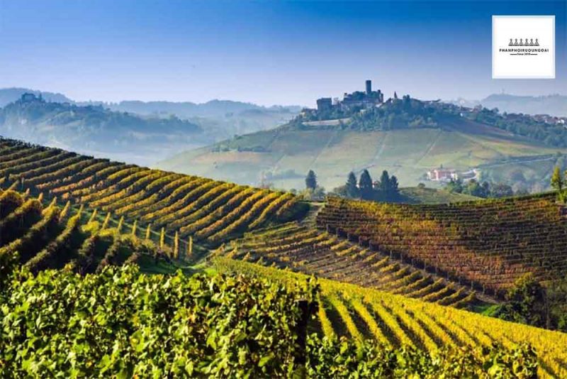 Vườn nho tại Puglia Ý Hình Ảnh Vườn nho tuyệt đẹp tại Puglia Ý