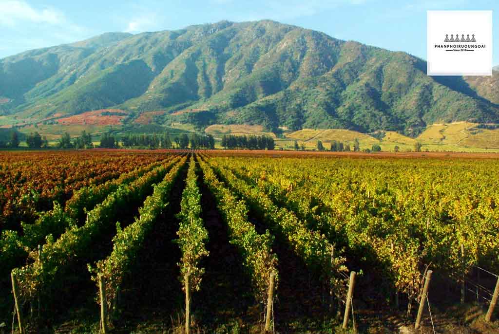 Khám phá vùng Rượu Vang Central Valley của Chile