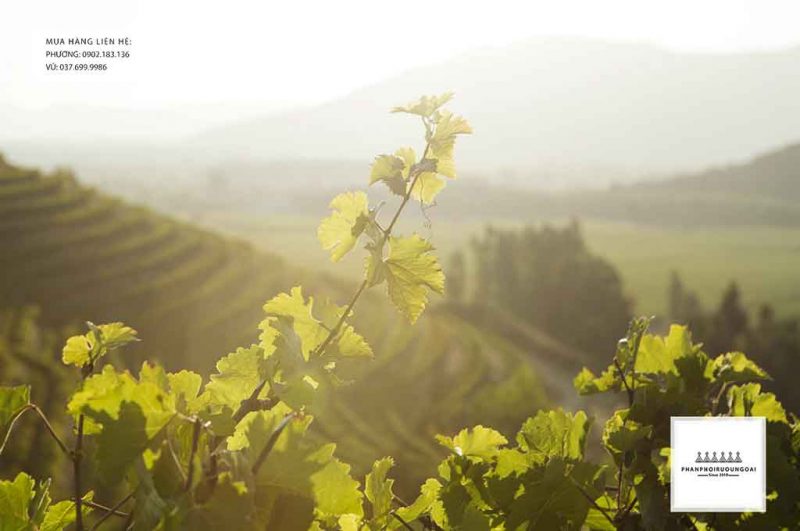 Kiến tạo nền nông nghiệp bền vừng với rượu vang Chile Yali Swan 