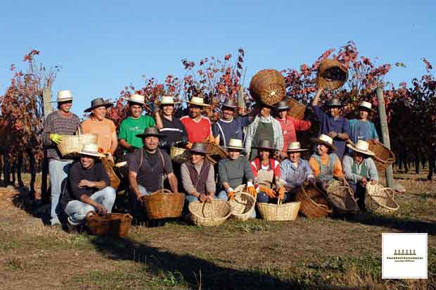 Nông dân thu hoạch nho tại Central Valley của Chile