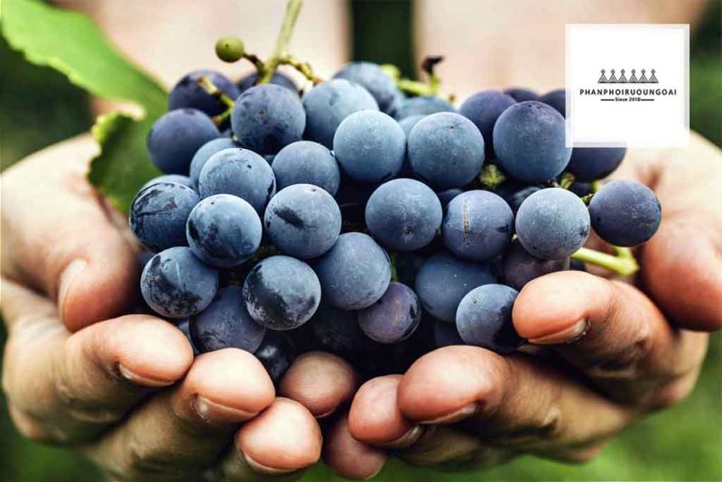 Chùm nho nhất lượng cao của nhà D'Autrefois Những Chùm nho nhất lượng cao của nhà D'Autrefois