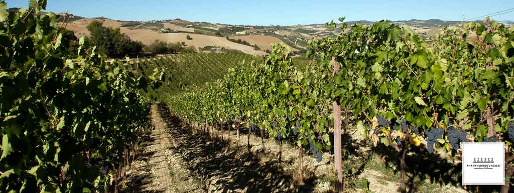 Vườn nho xanh ngát tạ Ý tạo nên rượu vang Roggio