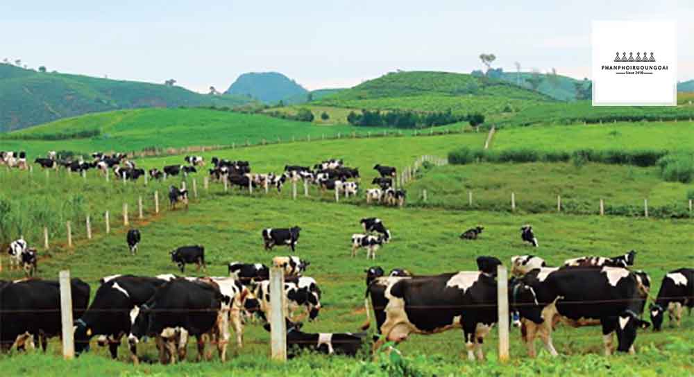 Cao nguyên Mộc Châu trở thành thủ phủ của bò sữa công nghệ cao của Việt Nam 