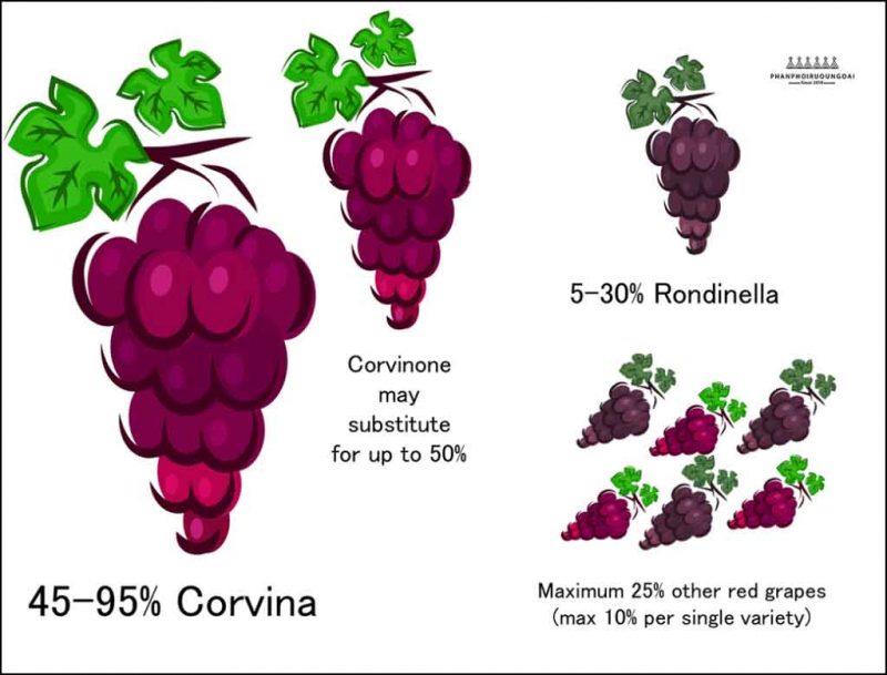 Các giống nho của vùng Valpolicella Các giống nho của vùng Valpolicella - Veneto