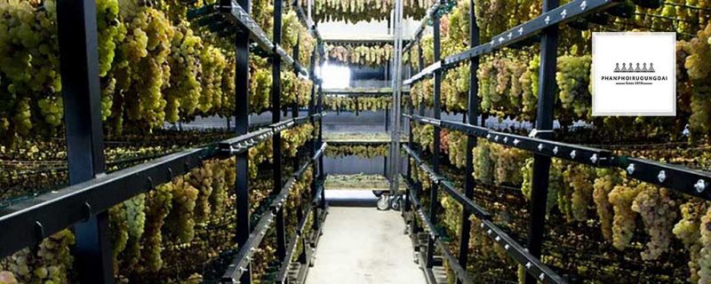 Nho sấy khô đi làm rượu vang Nho được cho vào phòng sấy khô trước khi đem đi làm rượu vang