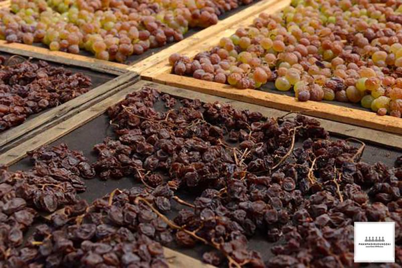 Nho trong phòng sấy khô Nho được để trong phòng sấy khô trước khi đem đi làm rượu vang