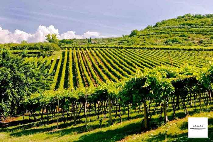 Vườn nho tại cùng Valpolicella - Veneto - Ý Vườn nho tại cùng Valpolicella - Veneto - Ý