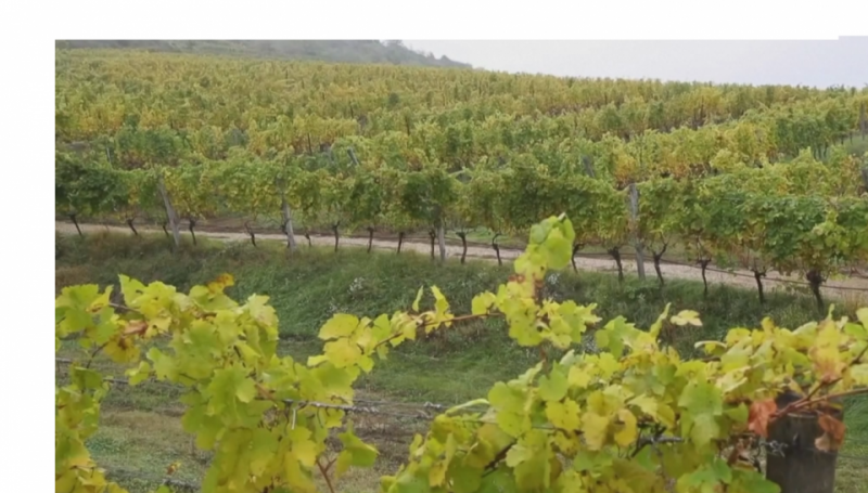 Biến đổi khí hậu ảnh hưởng đến đến các giống nho tại Áo