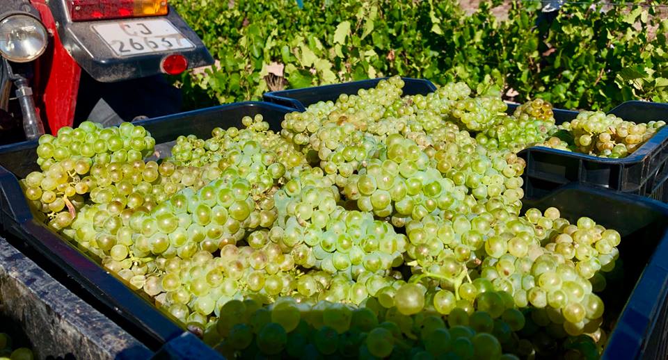 Biến đổi khí hậu ảnh hưởng nghiêm trọng đến ngành sản xuất rượu vang tại Áo