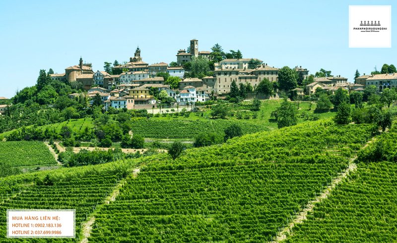 Cánh đồng nho tại ngôi làng tại Piemont, Italy