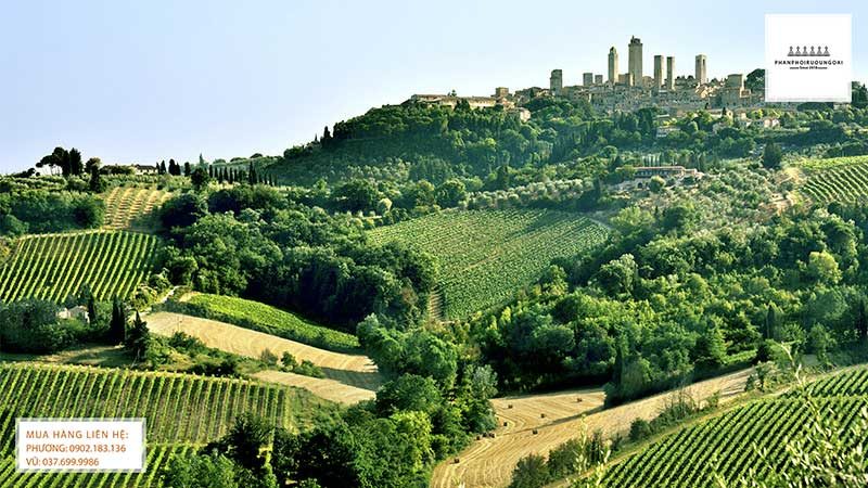 Cánh đồng nho Sangiovese tại Chianti, Tuscany