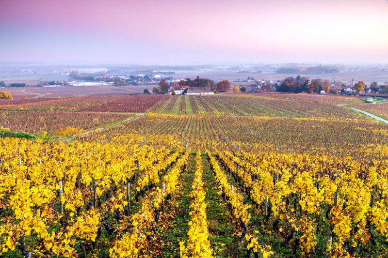 Cánh đồng nho tại Burgundy vắng nông dân thu hoạch nho 