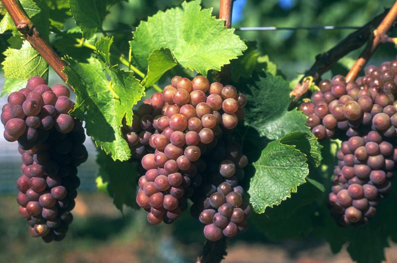 Cây nho rượu Pinot Grigio tại Ý 