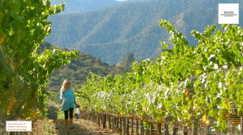 Ghé thăm vườn nho Grenache tại Pháp Ghé thăm vườn nho Grenache tại Pháp
