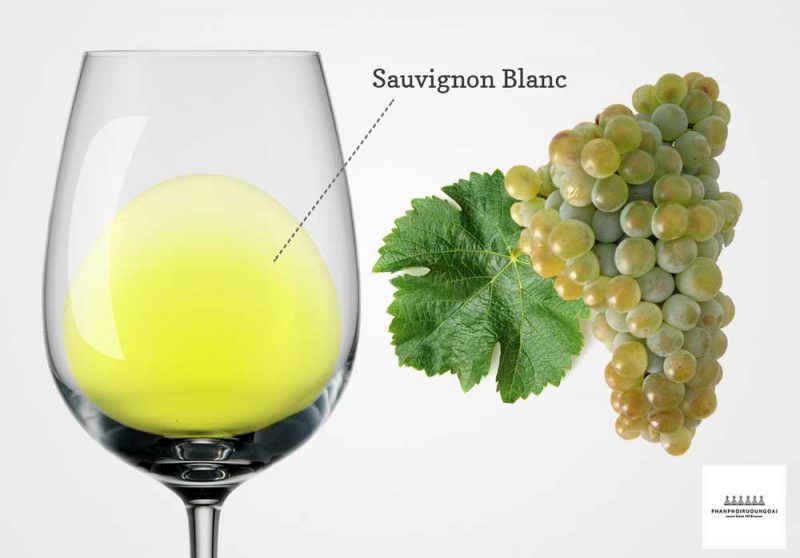 Giới thiệu về nho rượu Sauvignon Blanc 