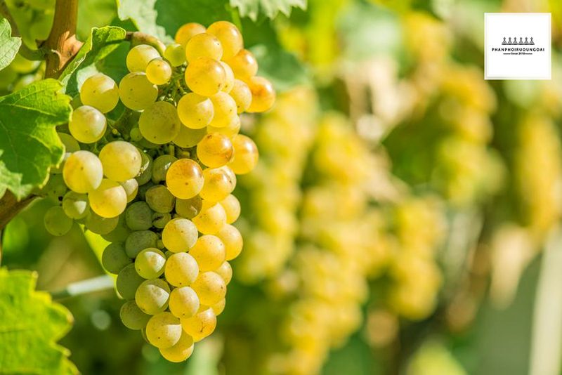 Giống nho rượu Riesling từ Đức Giống nho rượu Riesling từ Đức
