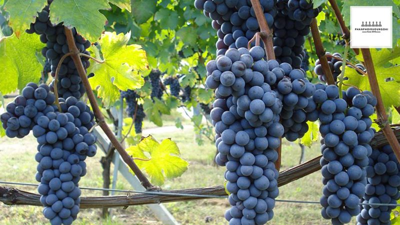 Giống nho rượu Barbera của Italy