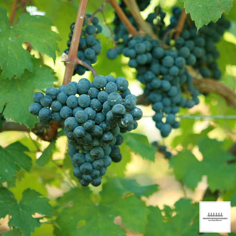 Giống nho rượu Cabernet Franc từ Pháp Giống nho rượu Cabernet Franc từ Pháp