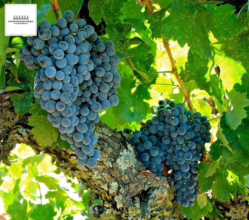 Giống nho rượu Carignan có xuất xứ từ Tây Ban Nha Giống nho rượu Carignan có xuất xứ từ Tây Ban Nha