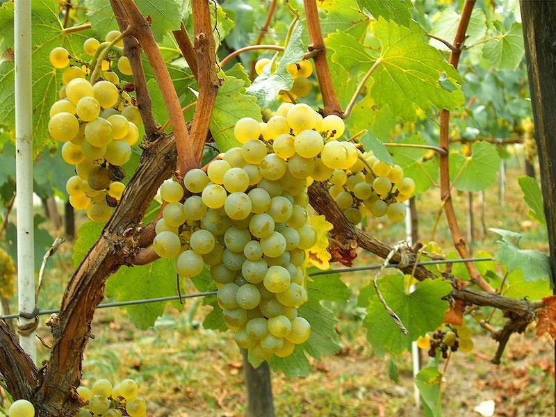 Giống nho rượu Chardonnay 